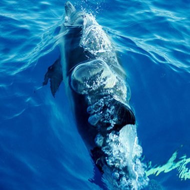 A look at a passing whale from above