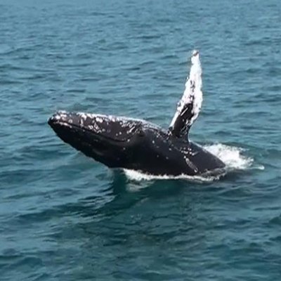 A whale performing acrobatics as it jumps out of the water