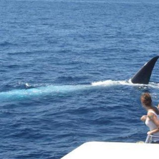 A woman catching a glimpse of a whale as it passes by