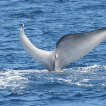 A whale diving below the surface
