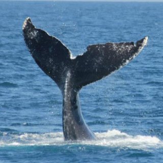 A whale's tail sticking out of the water before they dive back in