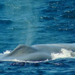 A massive whale exhaling