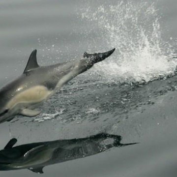 A dolphin zooming through the water