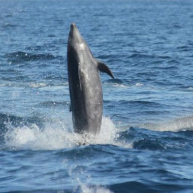 A dolphin jumping out of the water