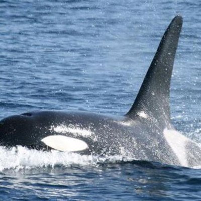 A killer whale hanging out in the water