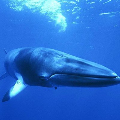 A close up of a whale underwater