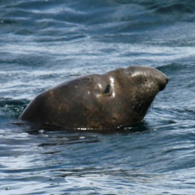 A massive seal breaching the water