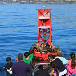 A crowd gathers to watch seals gathered on a buoy