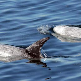 Two dolphins playing in the water
