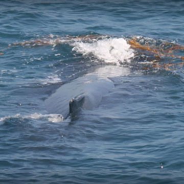 A group of dolphins swimming through the water