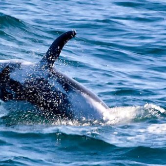 A whale having some fun in the water
